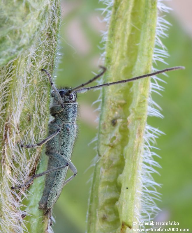 kozlíček, Opsilia coerulescens, Cerambycidae (Brouci, Coleoptera)